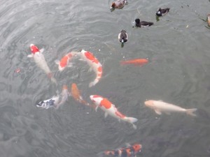 KOI